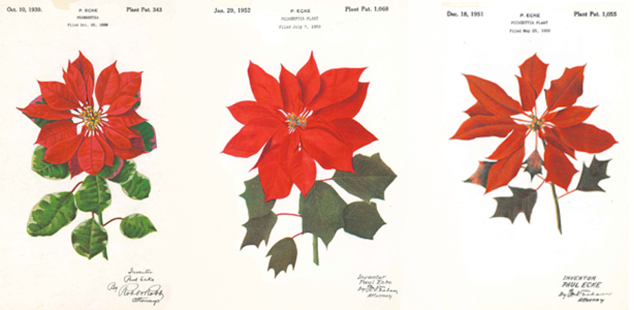 plant patent drawing